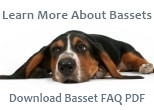 Basset Hound Facts PDF